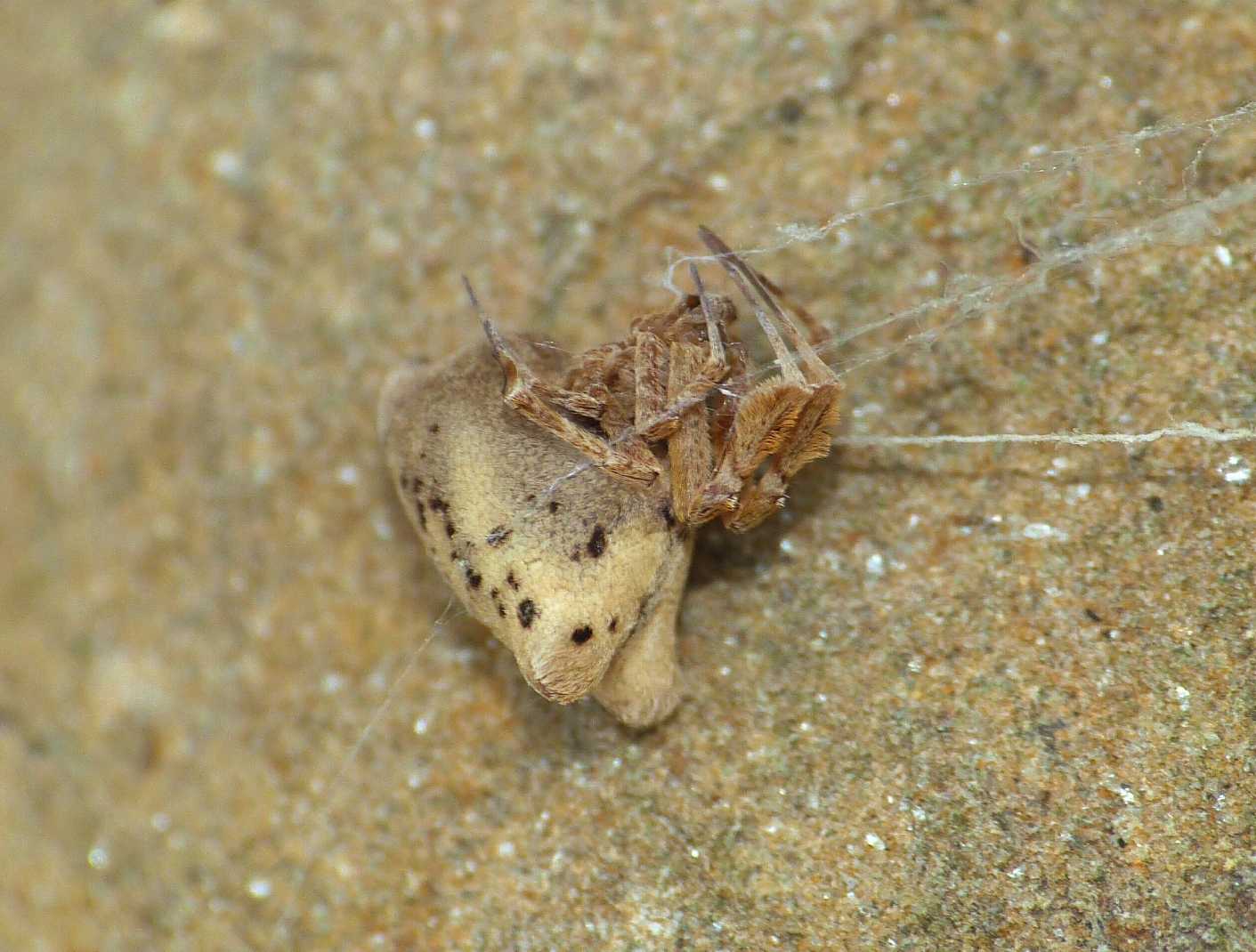 Coppia di Uloborus plumipes